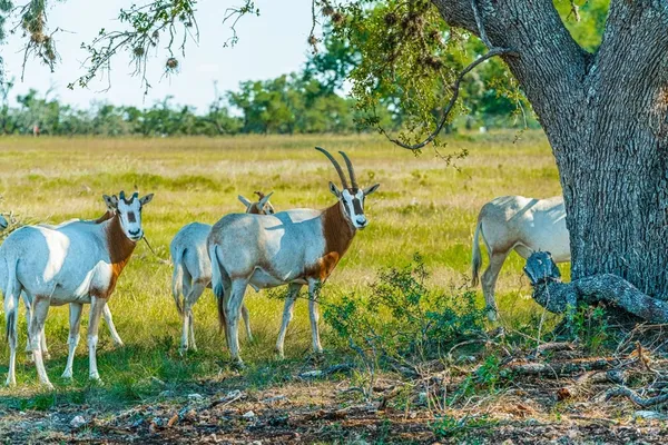 $2,499,000 | 170 Goose Landing Way, Harper, TX 78631