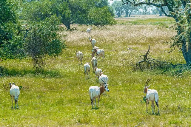 $2,749,500 | 170 Goose Landing Way, Harper, TX 78631