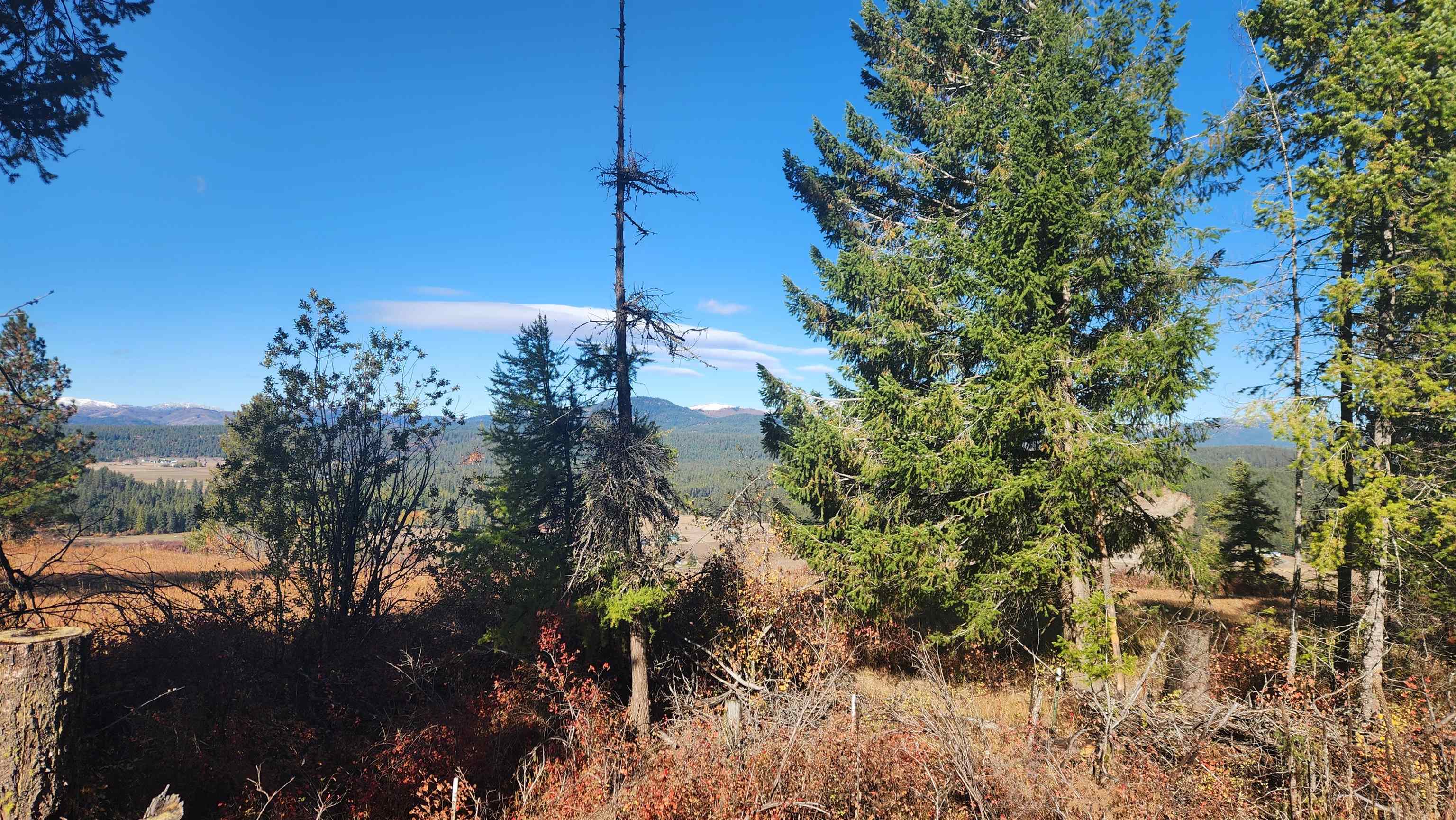 43-xx Lyons Hill Road Springdale, WA 99173 - Photo 12 of 14