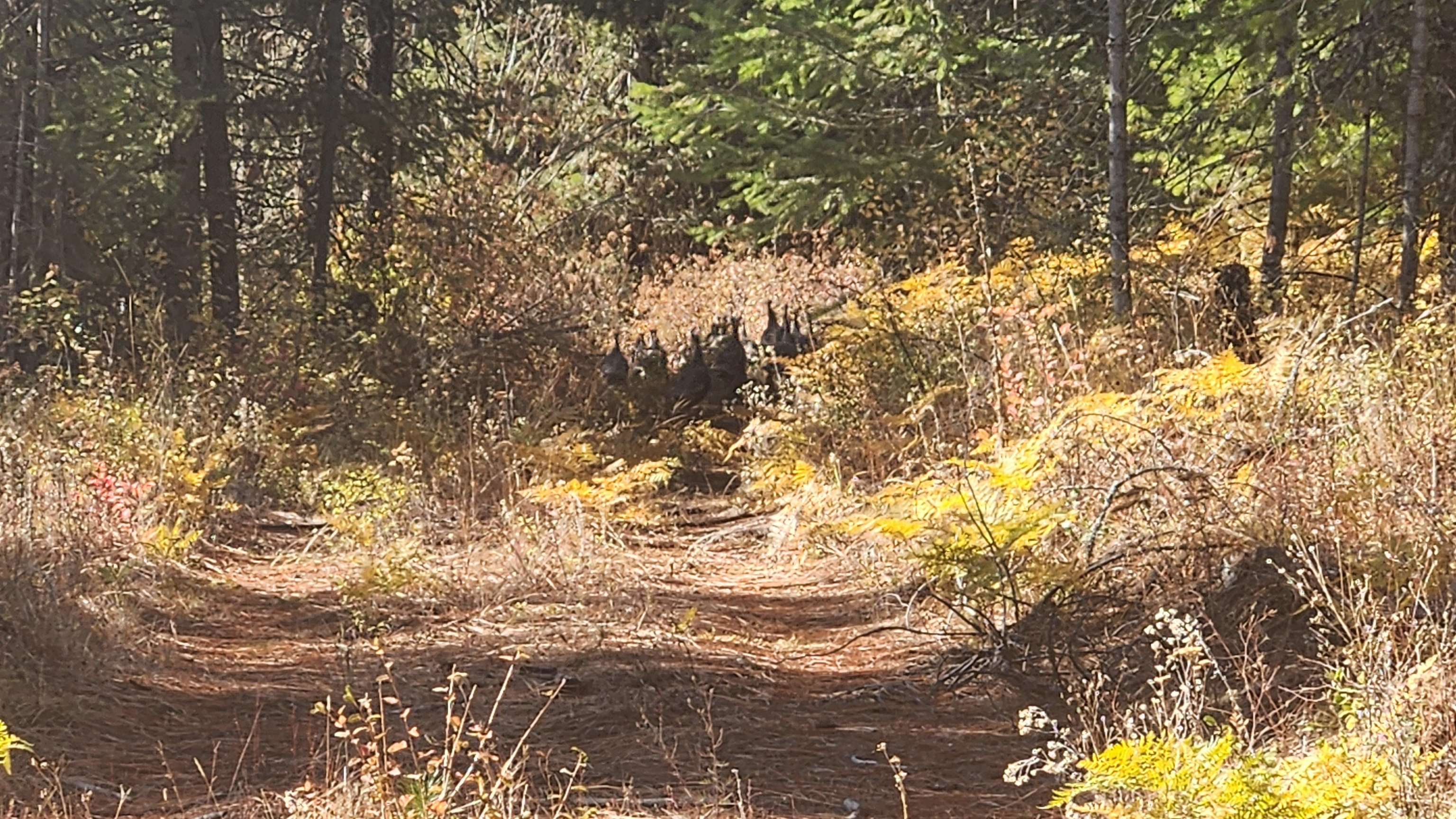 43-xx Lyons Hill Road Springdale, WA 99173 - Photo 3 of 14