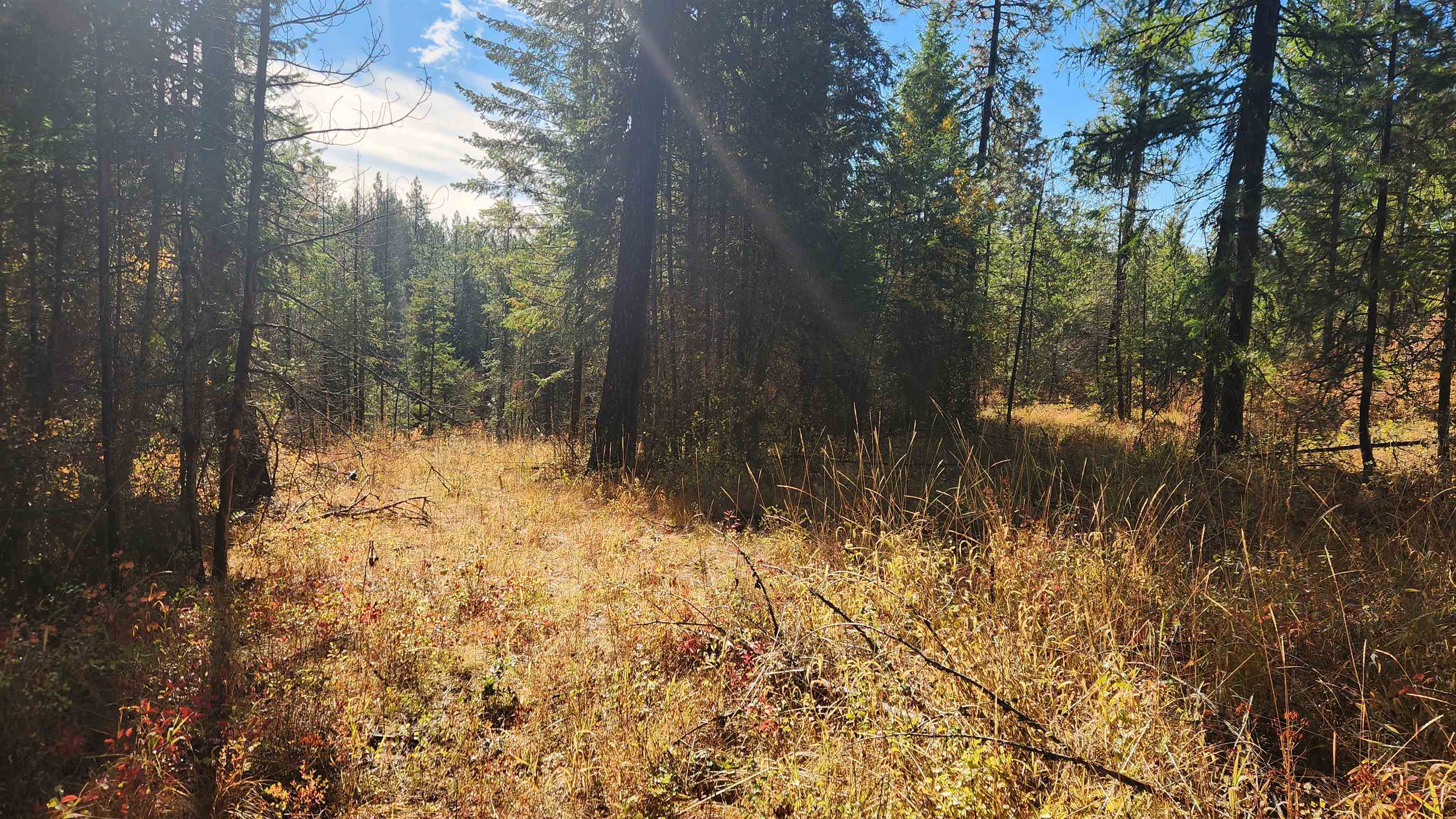 43-xx Lyons Hill Road Springdale, WA 99173 - Photo 4 of 14