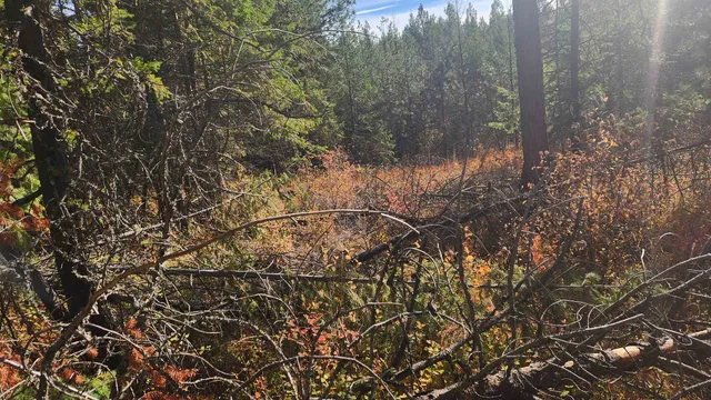 $150,000 | 43-xx Lyons Hill Road, Springdale, WA 99173