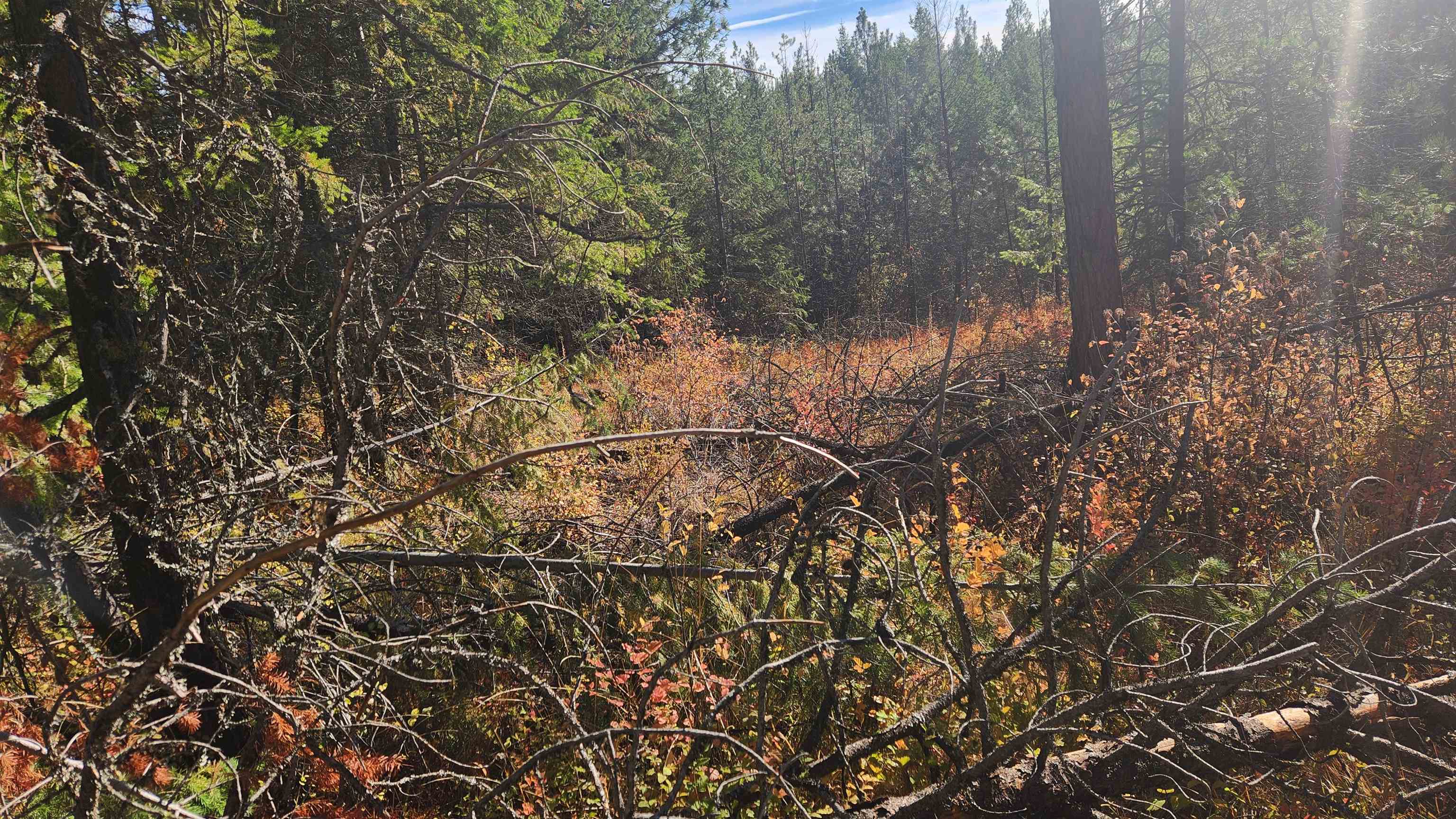 43-xx Lyons Hill Road Springdale, WA 99173 - Photo 5 of 14