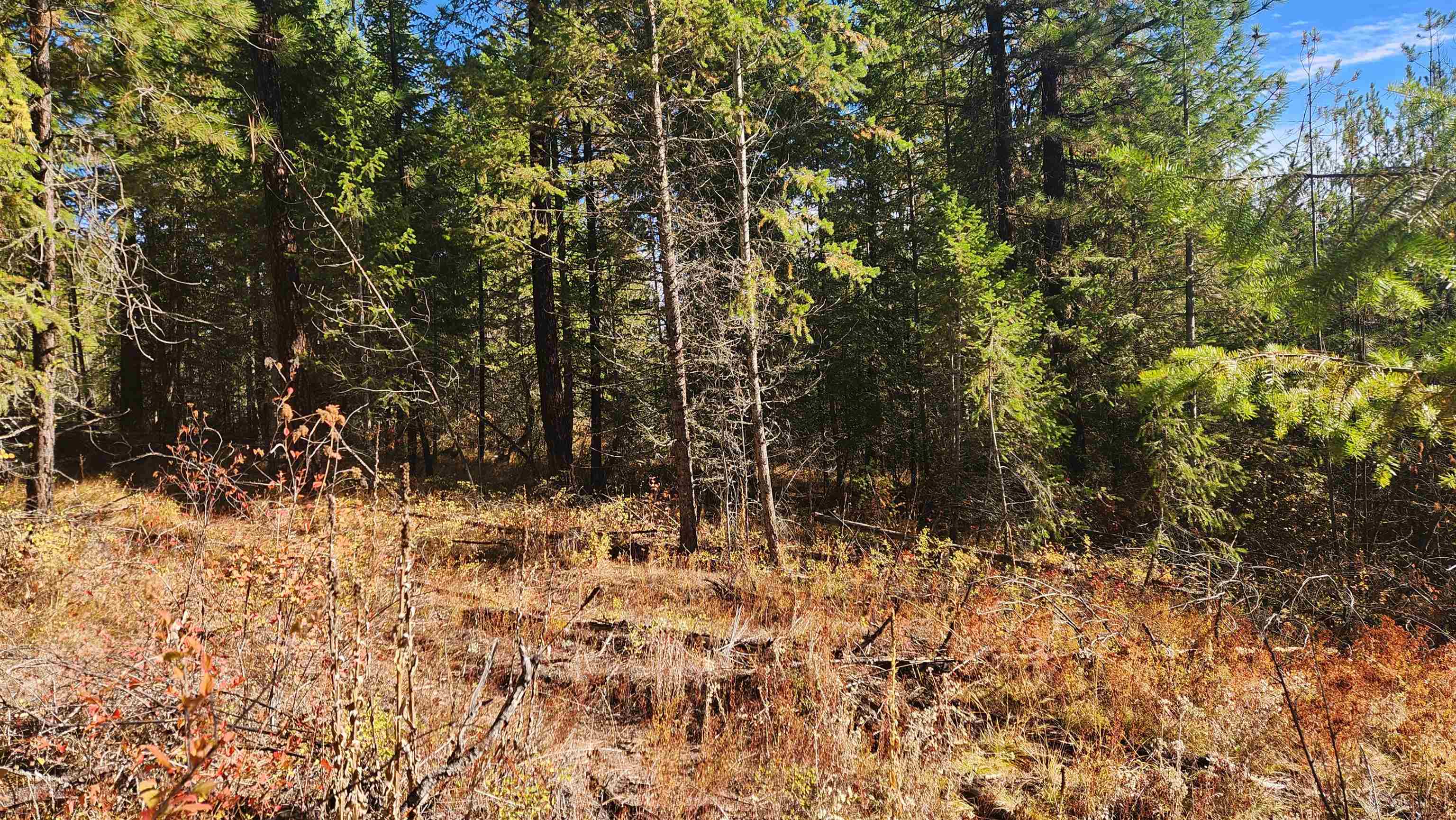 43-xx Lyons Hill Road Springdale, WA 99173 - Photo 6 of 14