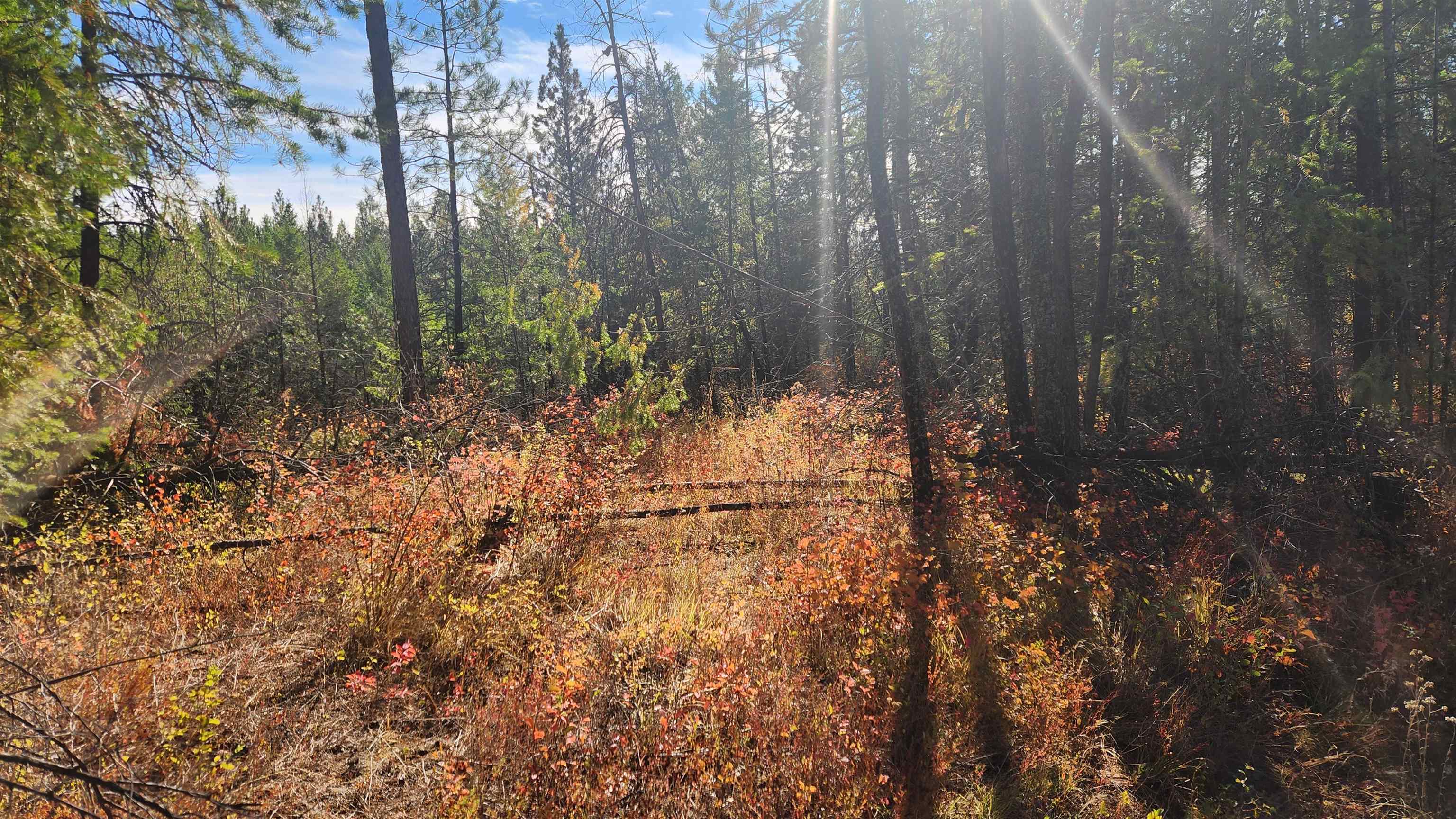 43-xx Lyons Hill Road Springdale, WA 99173 - Photo 7 of 14