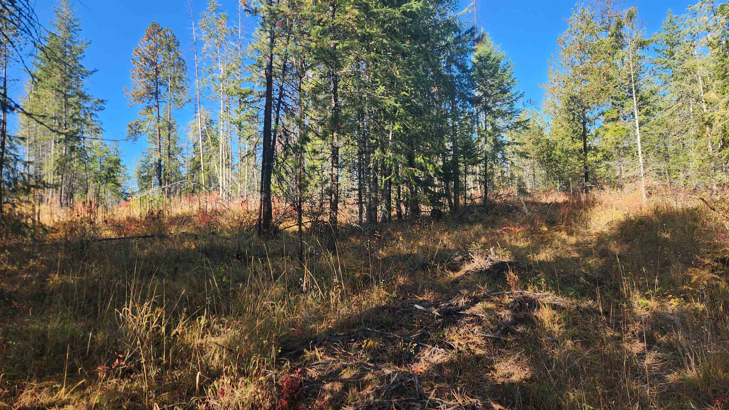 43-xx Lyons Hill Road Springdale, WA 99173 - Photo 10 of 14