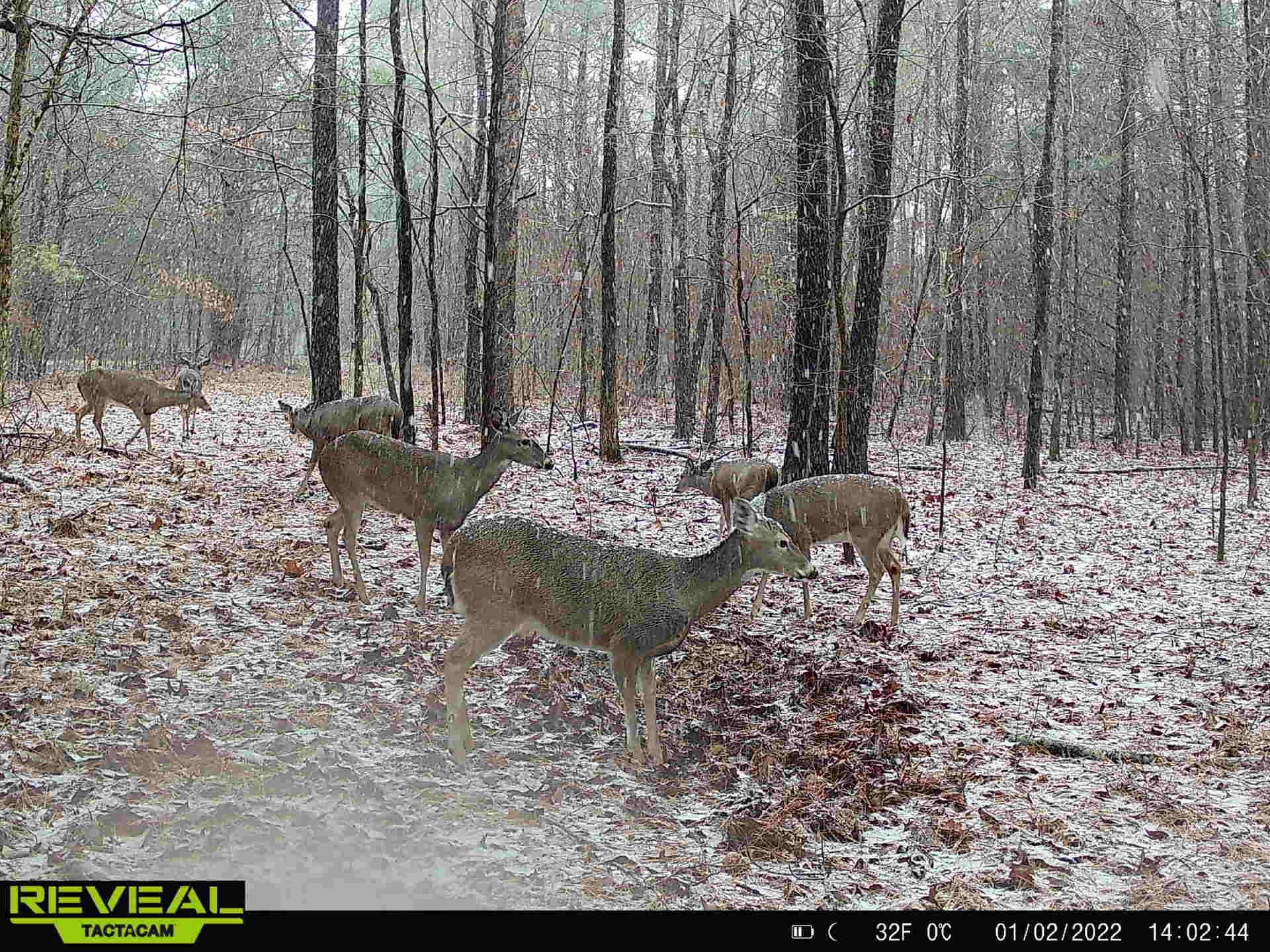17.09-acres Lagrange Road Somerville, TN 38068 - Photo 18 of 20 Gallery Image 18