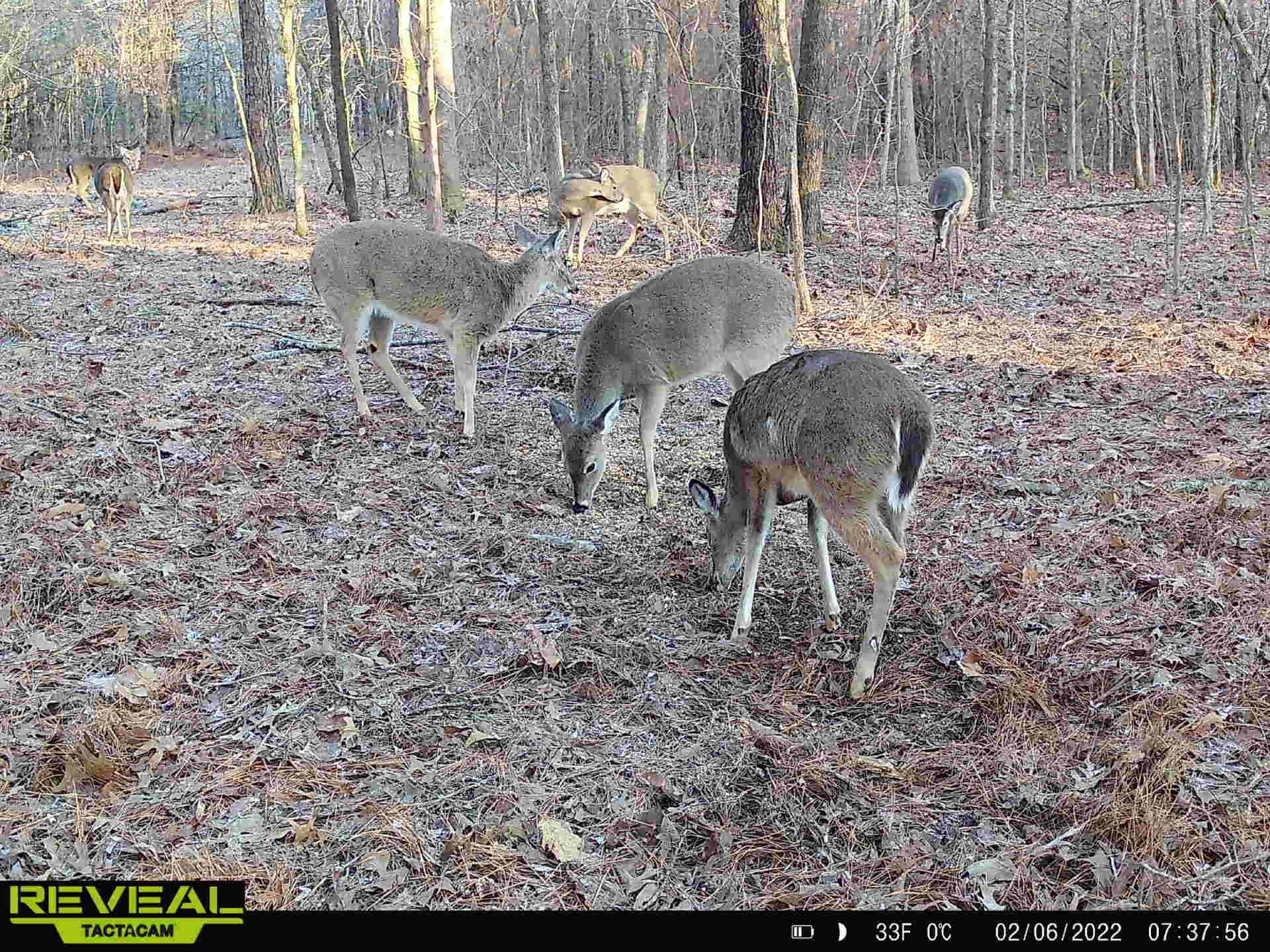 17.09-acres Lagrange Road Somerville, TN 38068 - Photo 19 of 20 Gallery Image 19