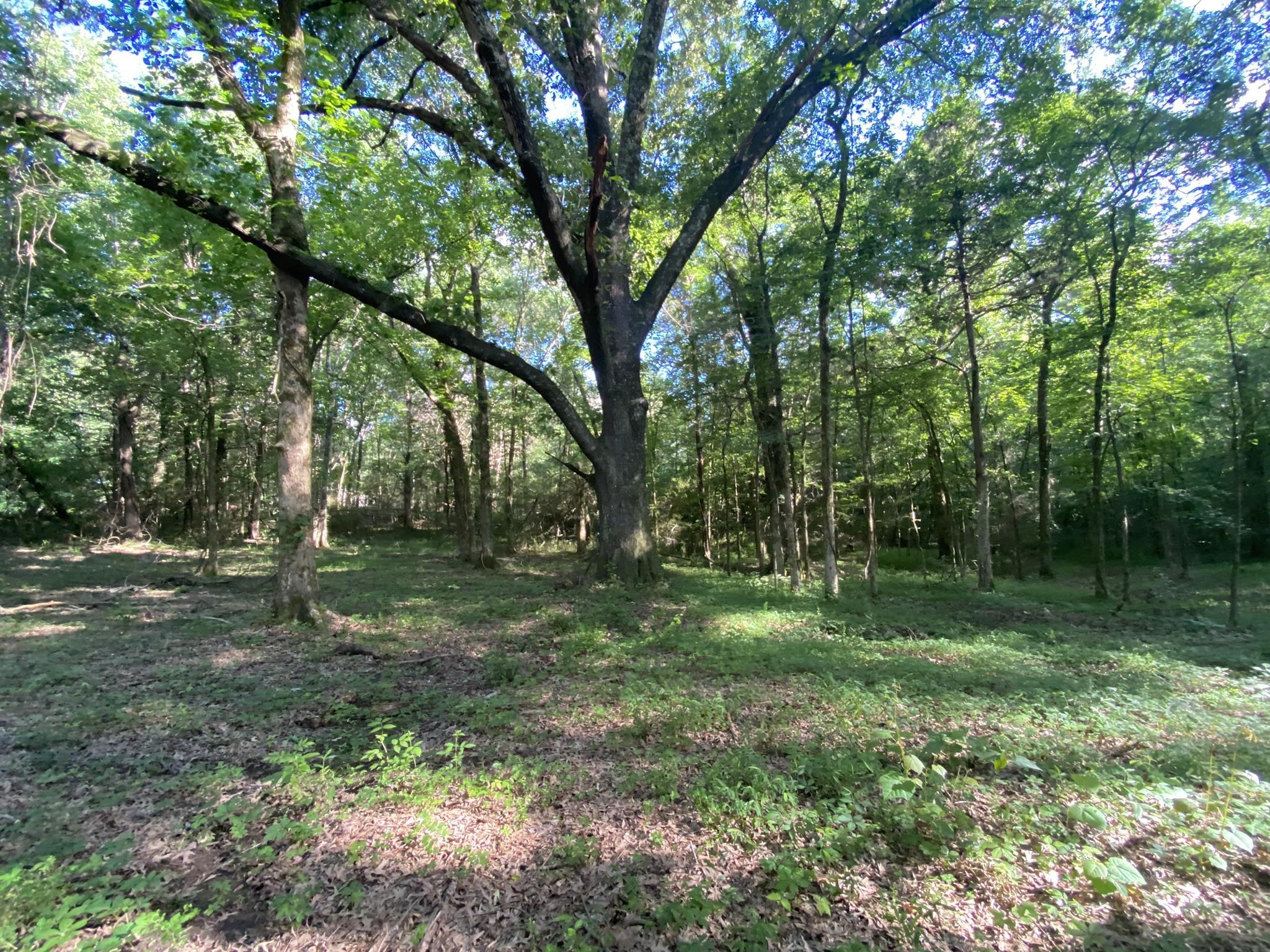 17.09-acres Lagrange Road Somerville, TN 38068 - Photo 2 of 20 Gallery Image 2