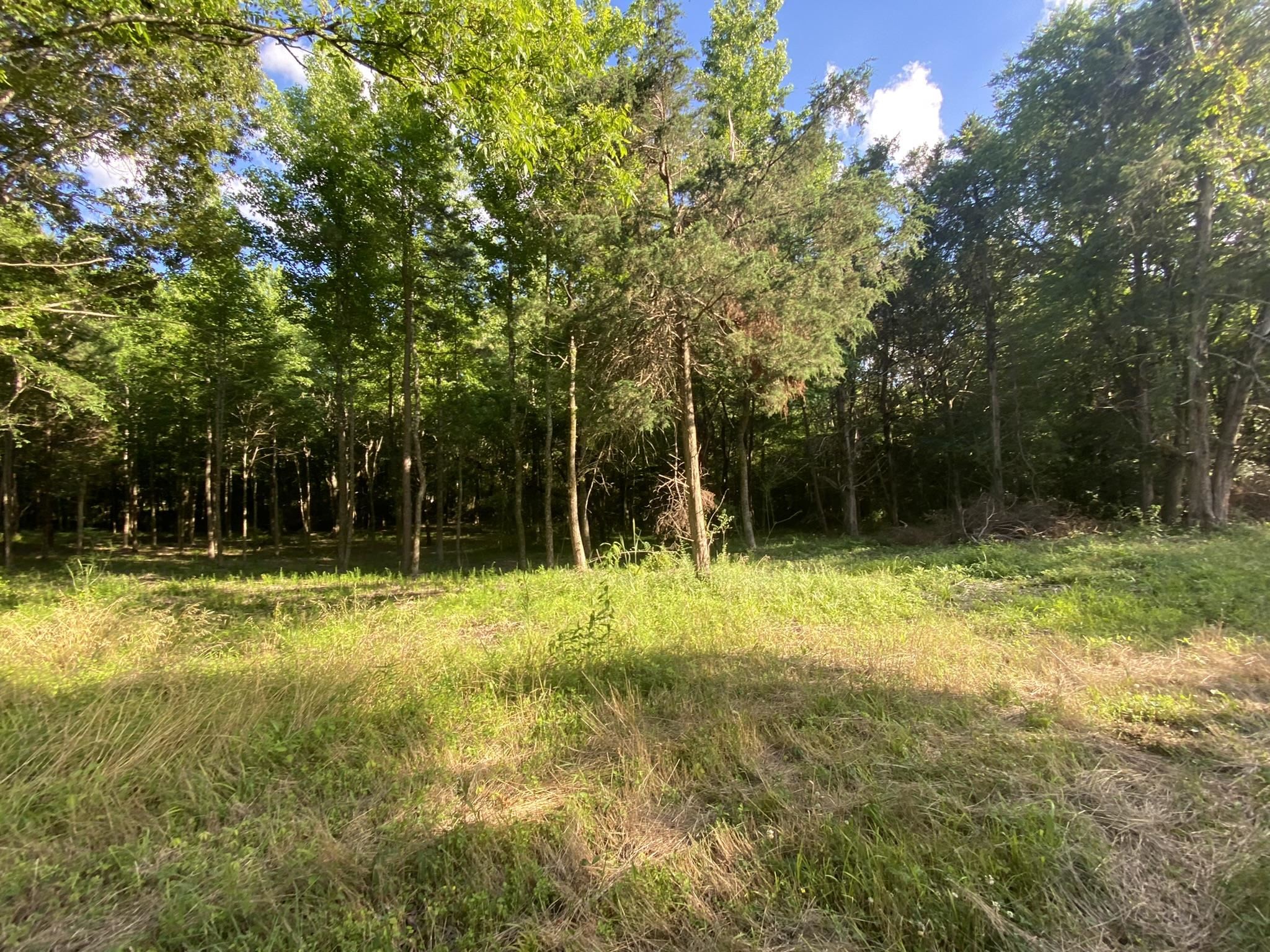 17.09-acres Lagrange Road Somerville, TN 38068 - Photo 8 of 20 Gallery Image 8