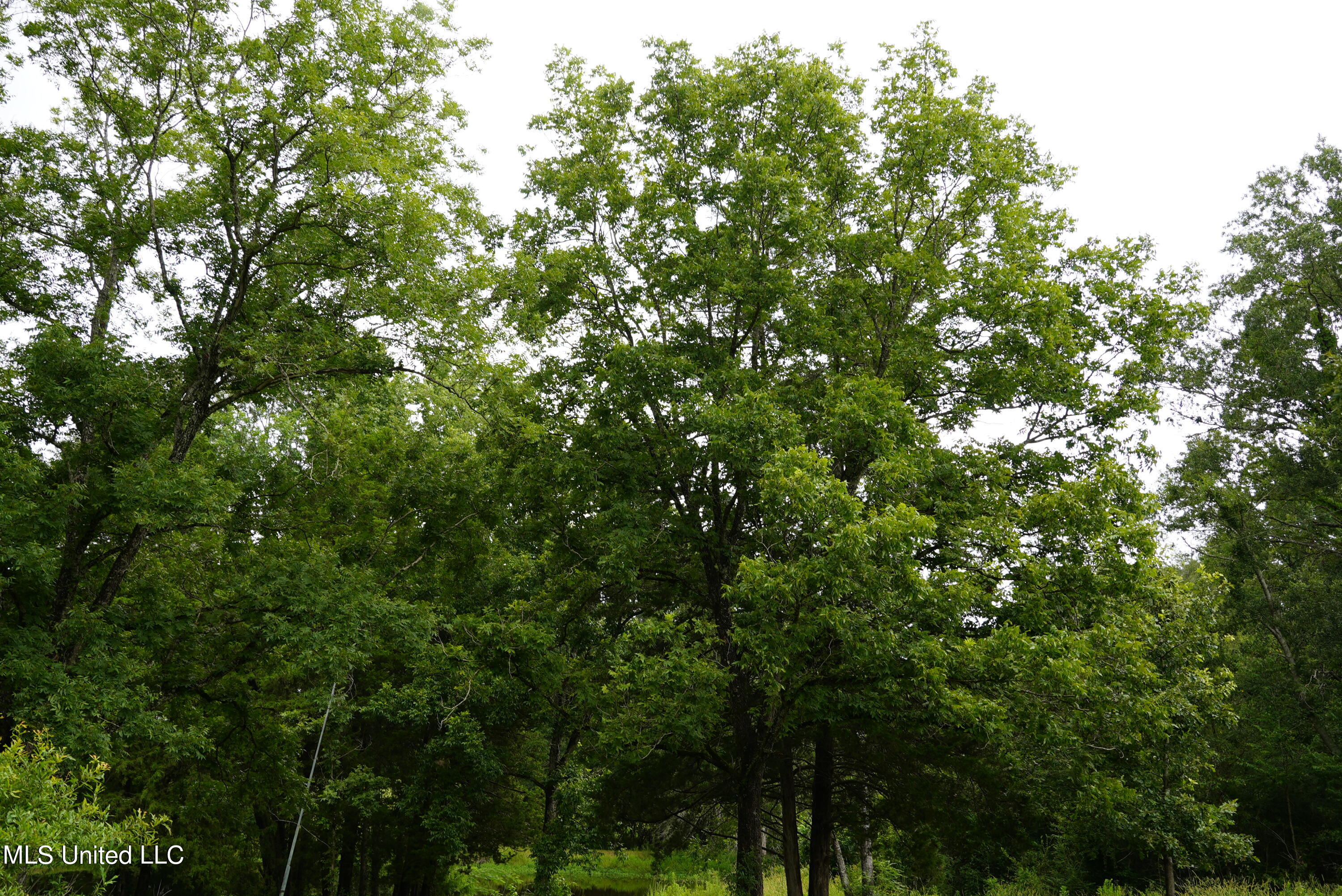 104 Cedar Ridge Road Raymond, MS 39154 - Photo 11 of 16 DSC00803
