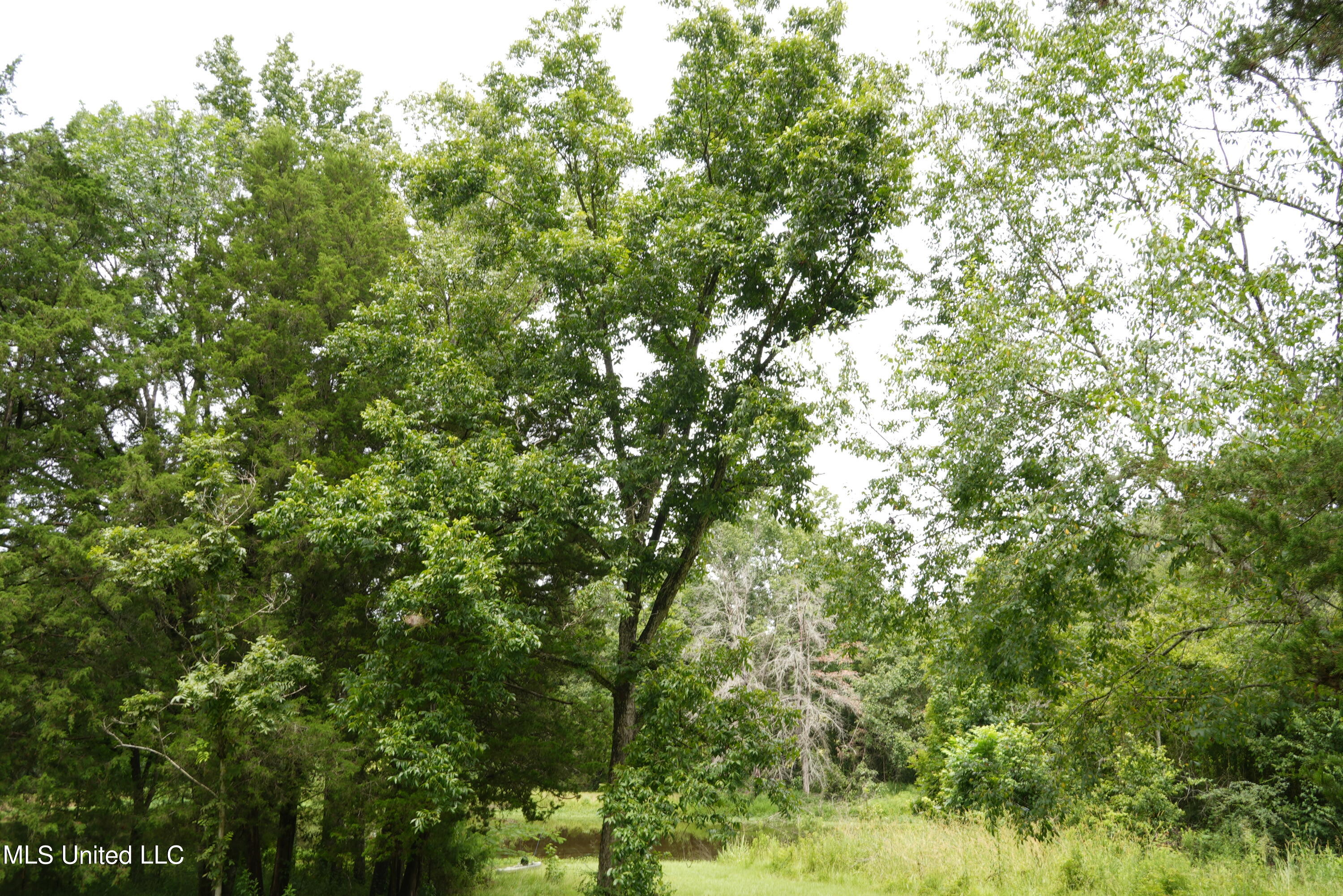 104 Cedar Ridge Road Raymond, MS 39154 - Photo 3 of 16 DSC00785