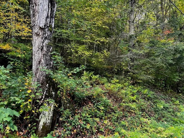 a view of a forest with plants and trees
