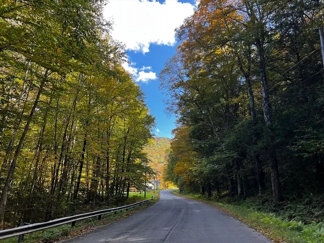 a view of a lush green forest with large trees