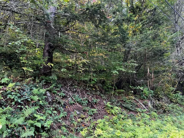 a view of a lush green forest