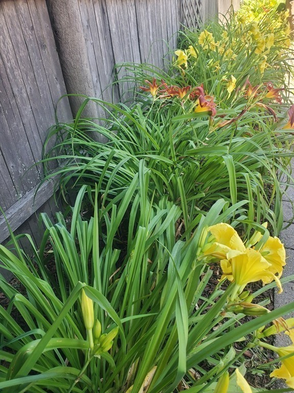 54 Chester Road, Unit 1 Belmont, MA 02478 - Photo 11 of 11 a backyard of a house with lots of green space