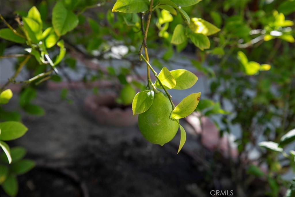 9071 Riderwood Drive Sunland, CA 91040 - Photo 31 of 46 a view of a flower