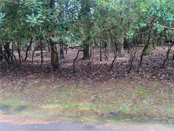 a view of a yard with plants and trees