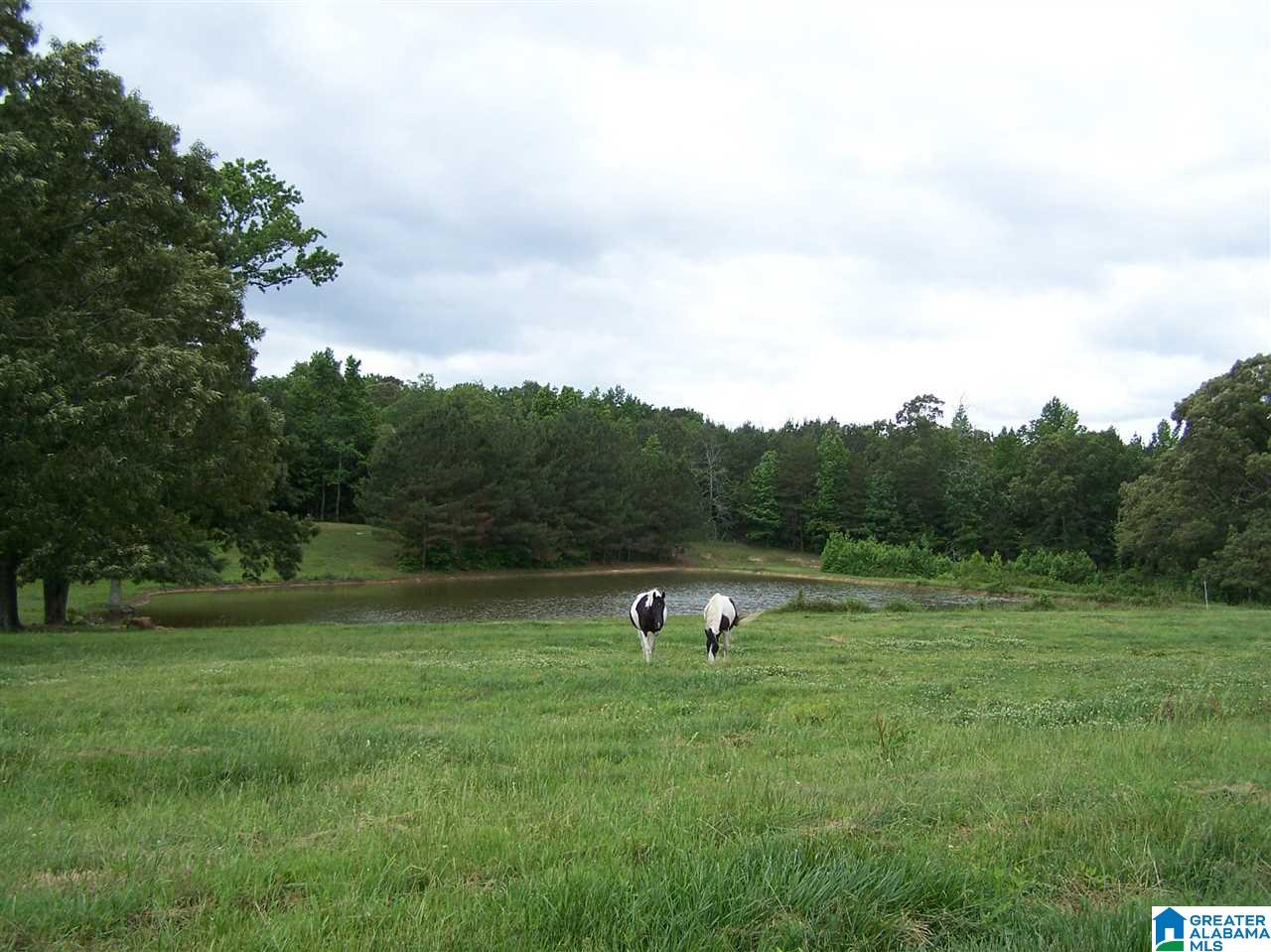 1595 Robin Hill Road Oneonta, AL 35121 - Photo 7 of 48