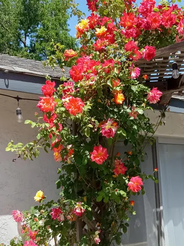 a view of a patio with table and chairs and potted plants