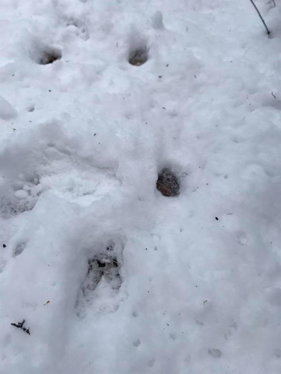39 Devereux Road Parsonsfield, ME 04047 - Photo 15 of 15 Photo
