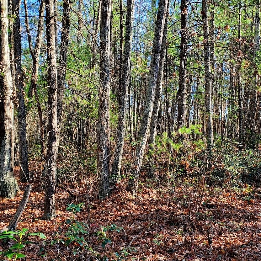 3978 Cold Springs Road, Unit 3 485 ACRES Raphine, VA 24472 - Photo 2 of 68 a view of yard