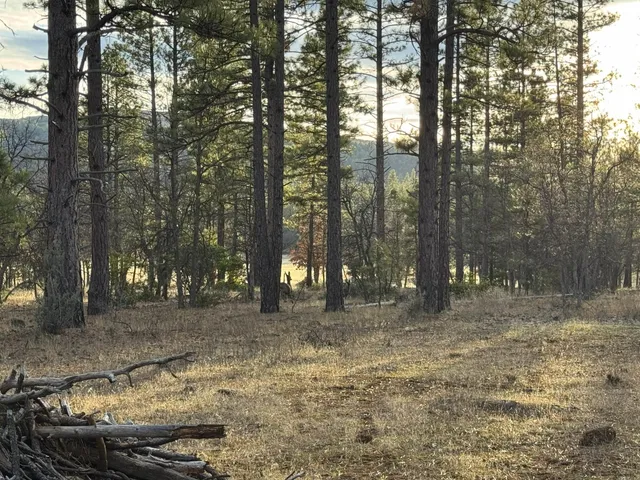 a view of a yard with trees