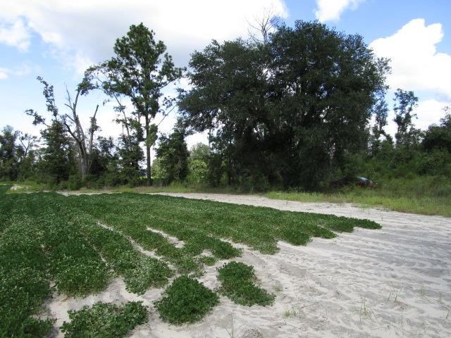 Xxx Xxx Bateau Road Grand Ridge, FL 32442 - Photo 7 of 9