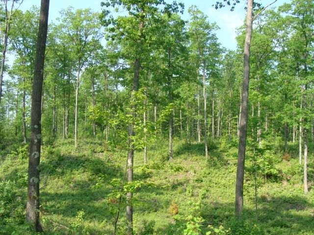 120-a Sand Lake Road Harshaw, WI 54529 - Photo 5 of 11 Gallery Image 5