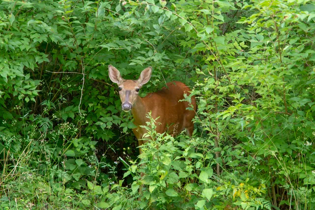 $7,500 | 320 Vermillion Lane, Dixon, IL 61021