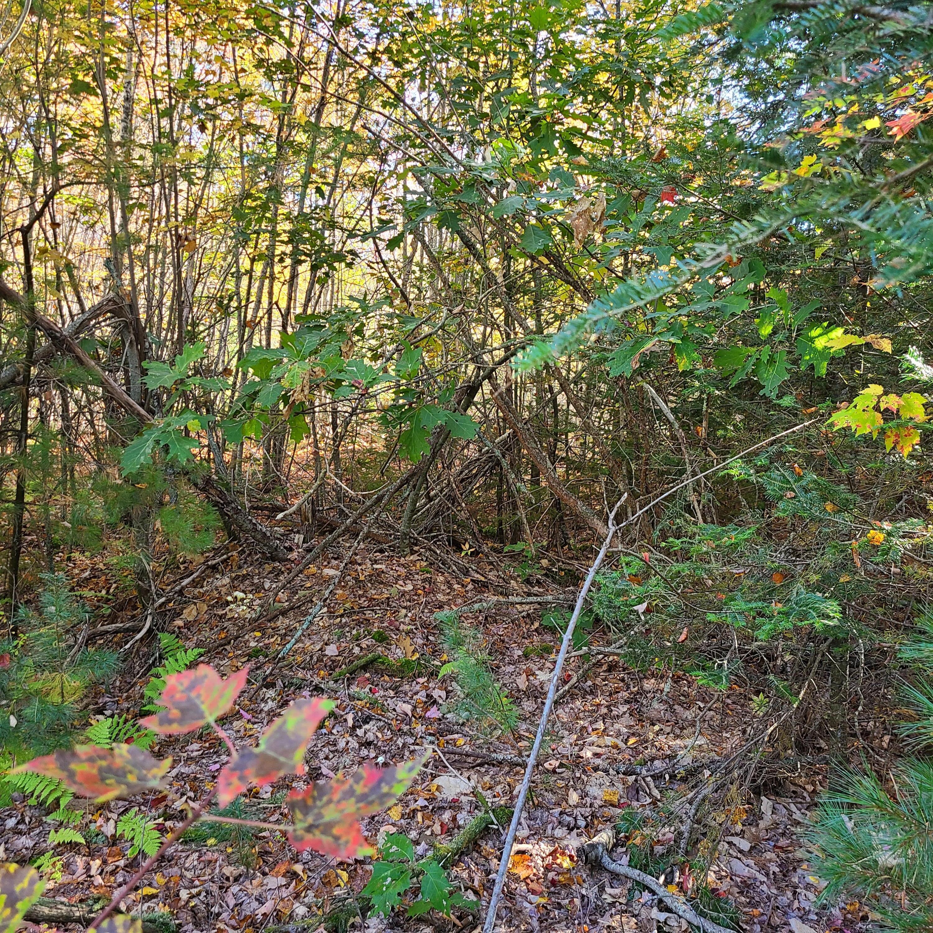 0 Blue Hill Road Surry, ME 04684 - Photo 5 of 11 20211011_100530
