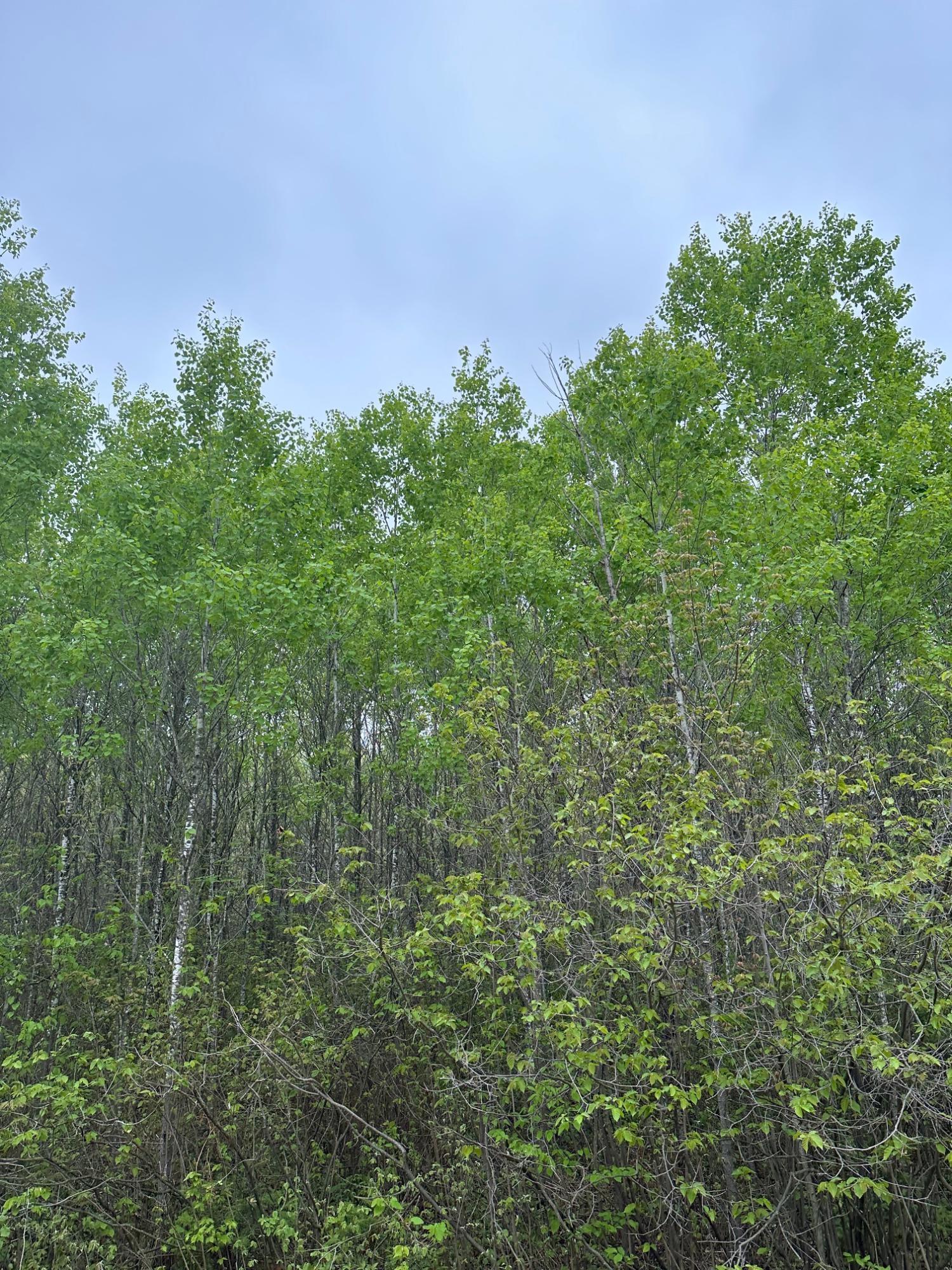 On Burrows Lake Road, Unit LOT 8 Tomahawk, WI 54487 - Photo 1 of 1