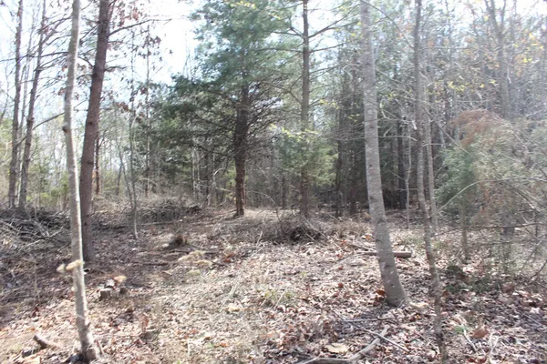 a view of a forest filled with trees