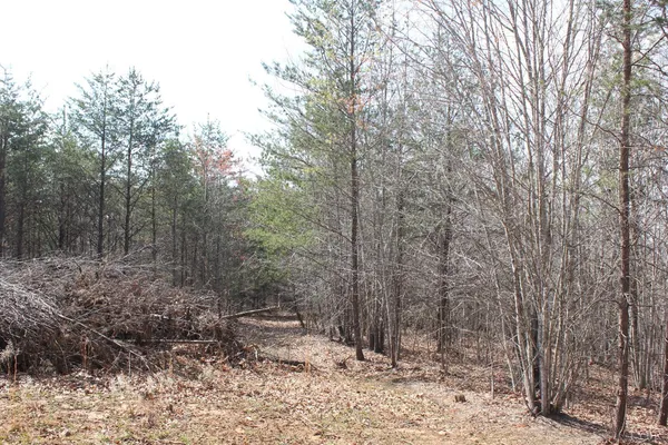 a view of a forest filled with trees