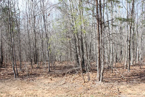 a view of a backyard with large trees