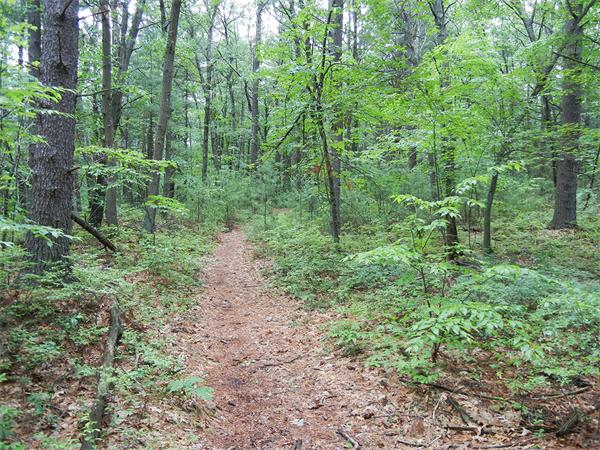 95 Wayside Inn Road Framingham, MA 01701 - Photo 4 of 6 a view of a forest that has large trees