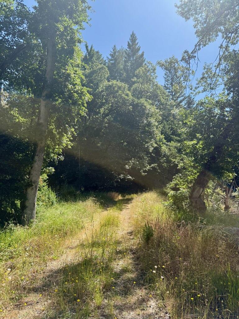 164-acres Saber Tooth Road Blue Lake, CA 95525 - Photo 6 of 11