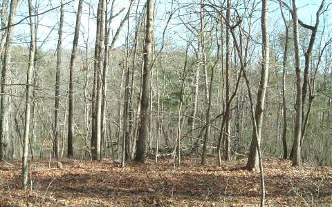 Old Ridge Road Ellijay, GA 30540 - Photo 1 of 1 Main View