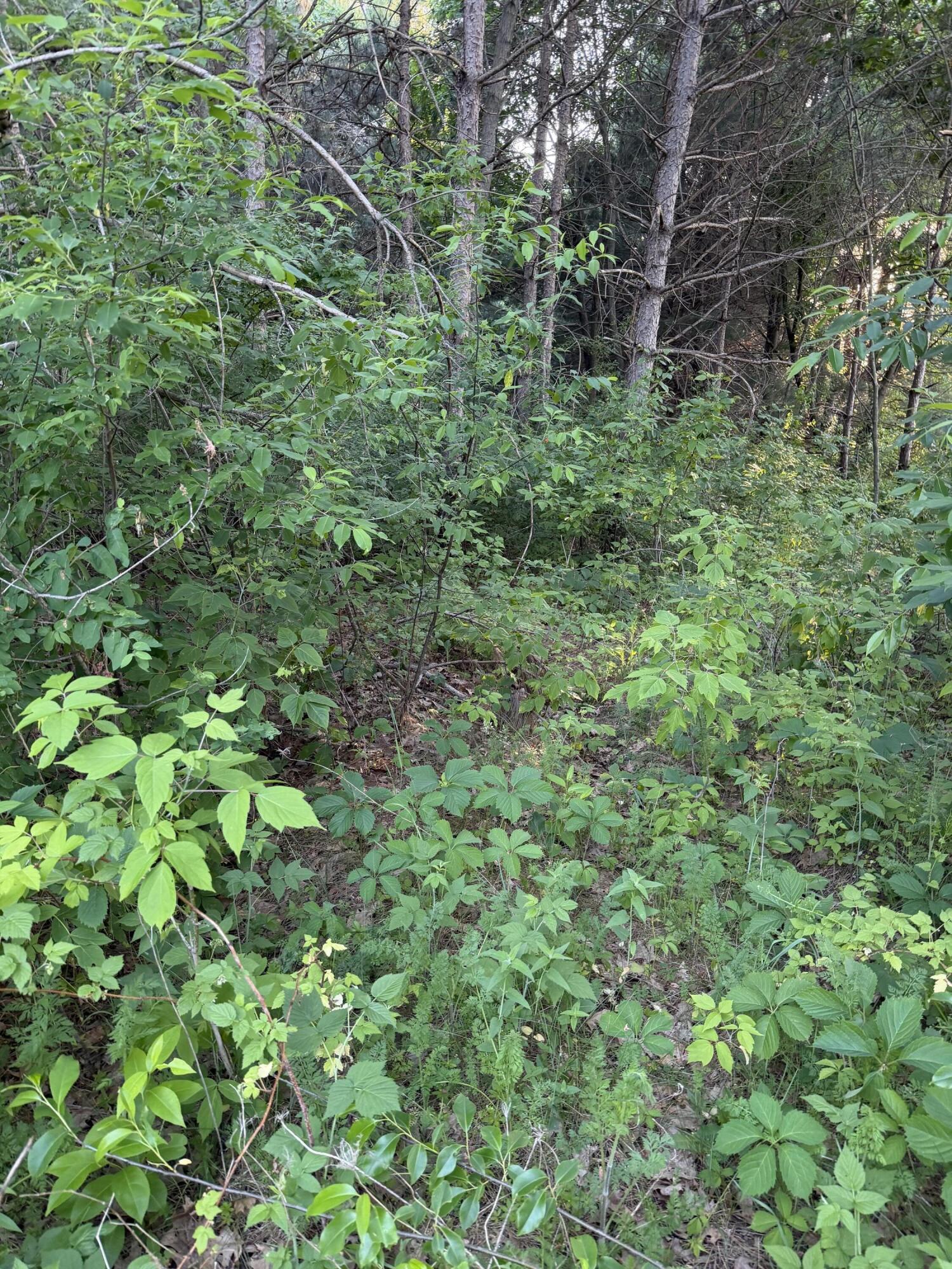 0 Culpitt Road Bangor, WI 54614 - Photo 2 of 4 IMG_6310