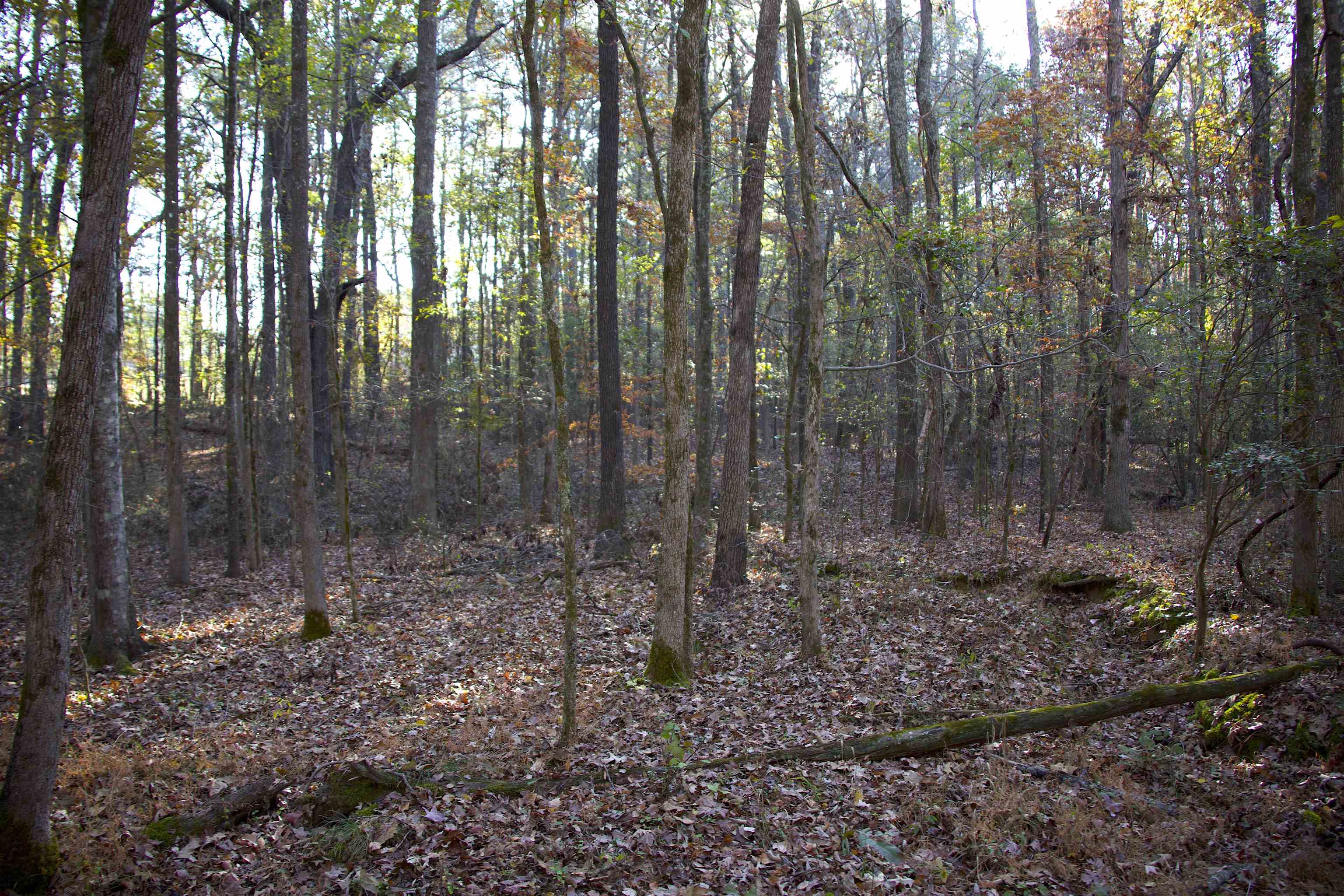 1000 Bateman Road Moscow, TN 38057 - Photo 8 of 20 Gallery Image 8