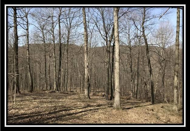 0 Greenbriar Road Bainbridge, OH 45612 - Photo 13 of 28