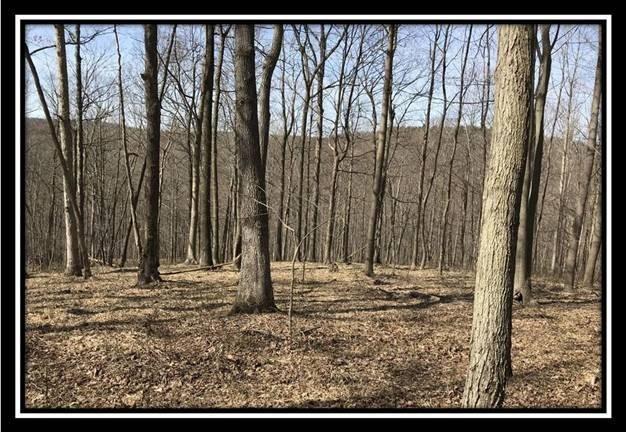 0 Greenbriar Road Bainbridge, OH 45612 - Photo 2 of 28