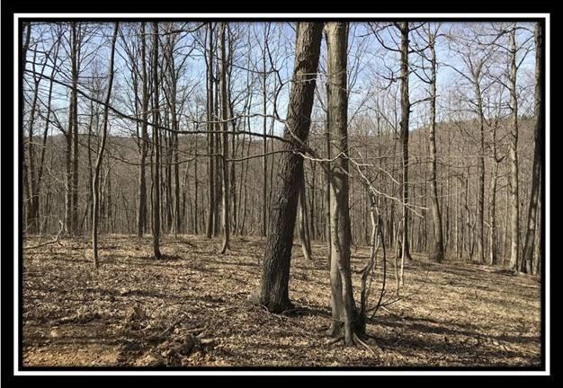 0 Greenbriar Road Bainbridge, OH 45612 - Photo 23 of 28