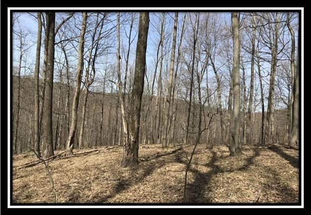 0 Greenbriar Road Bainbridge, OH 45612 - Photo 6 of 28