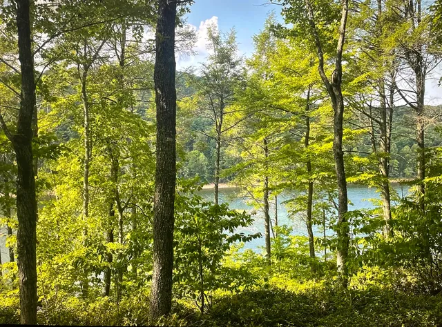 a bathroom with a tree