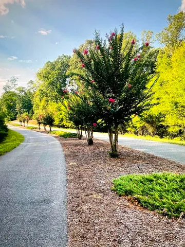 a view of a yard with plants tree