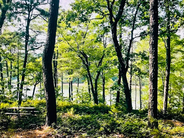 a view of a trees in a yard