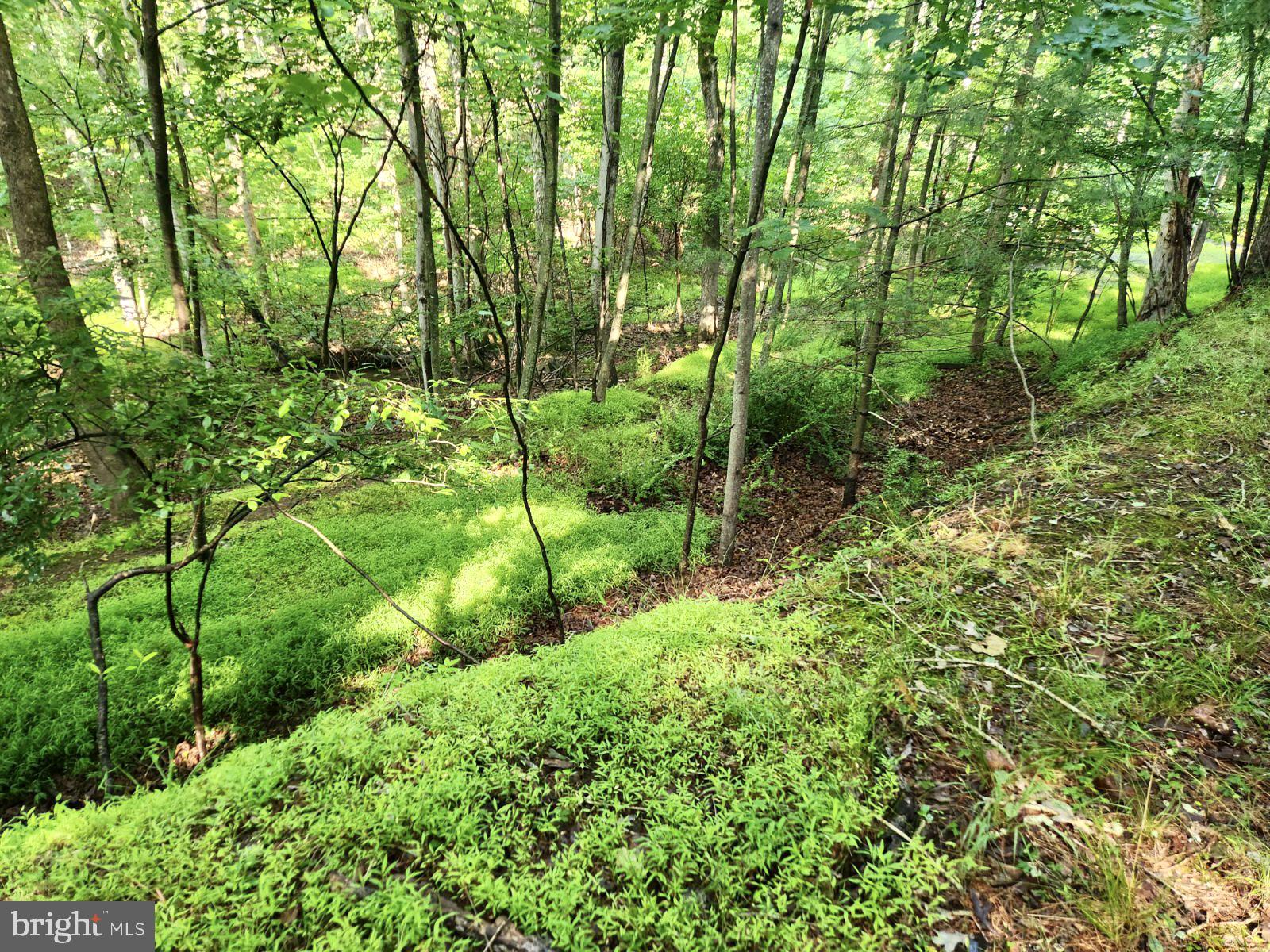 Lot 189 Northwood Circle Cross Junction, VA 22625 - Photo 13 of 30 Downhill view from top of land