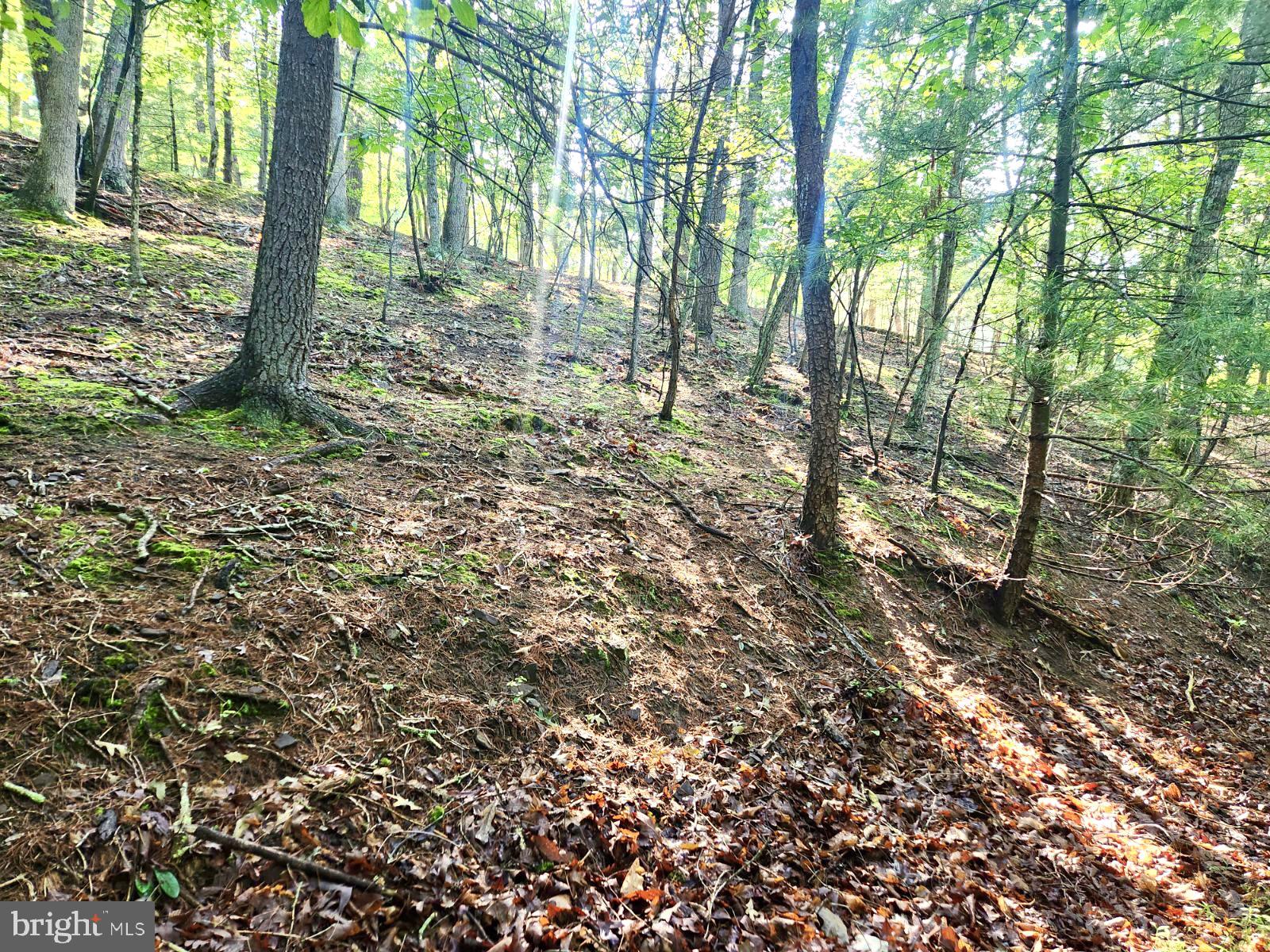 Lot 189 Northwood Circle Cross Junction, VA 22625 - Photo 14 of 30 Uphill view from bottom of land