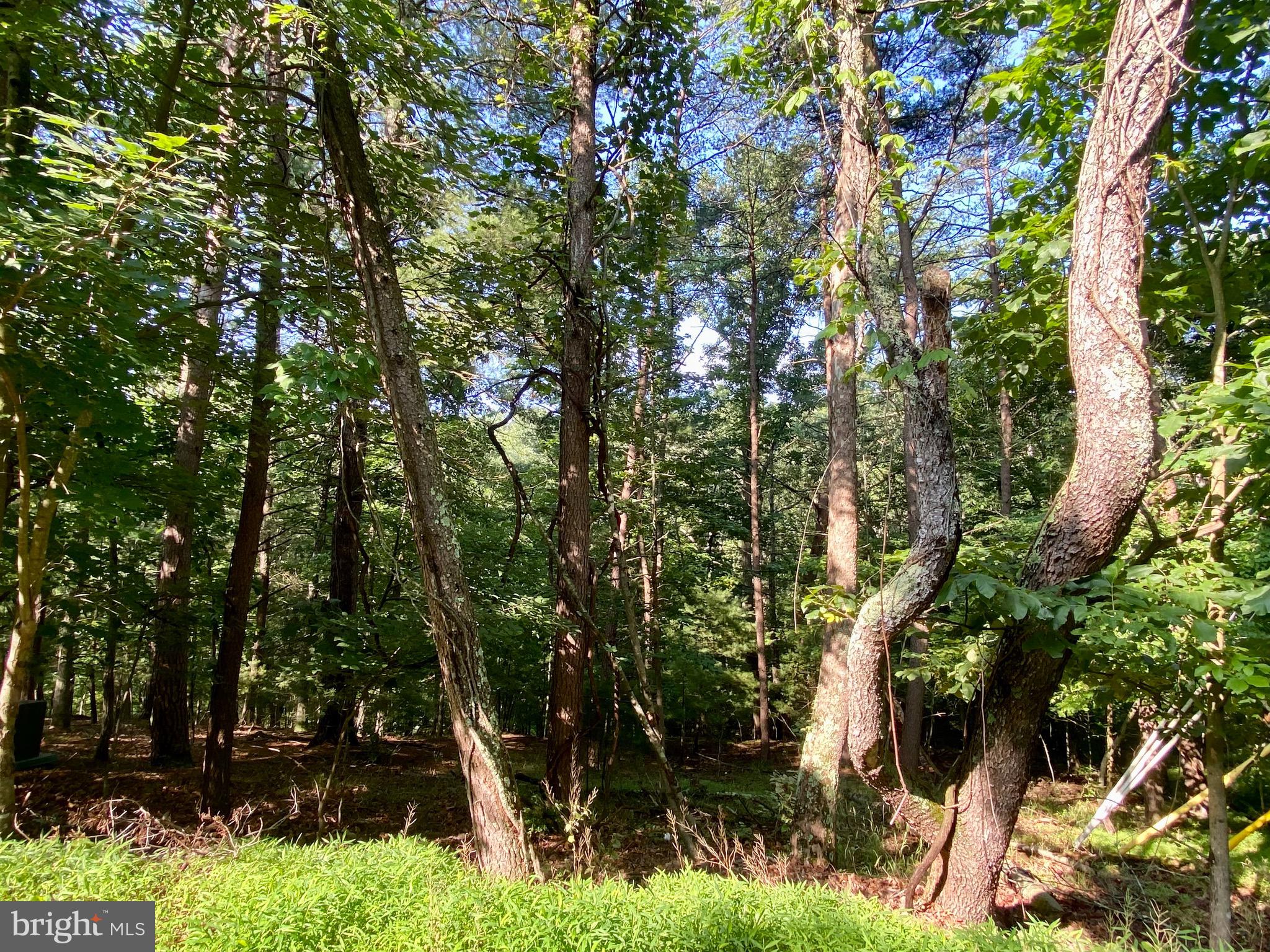 Lot 189 Northwood Circle Cross Junction, VA 22625 - Photo 15 of 30 View from road